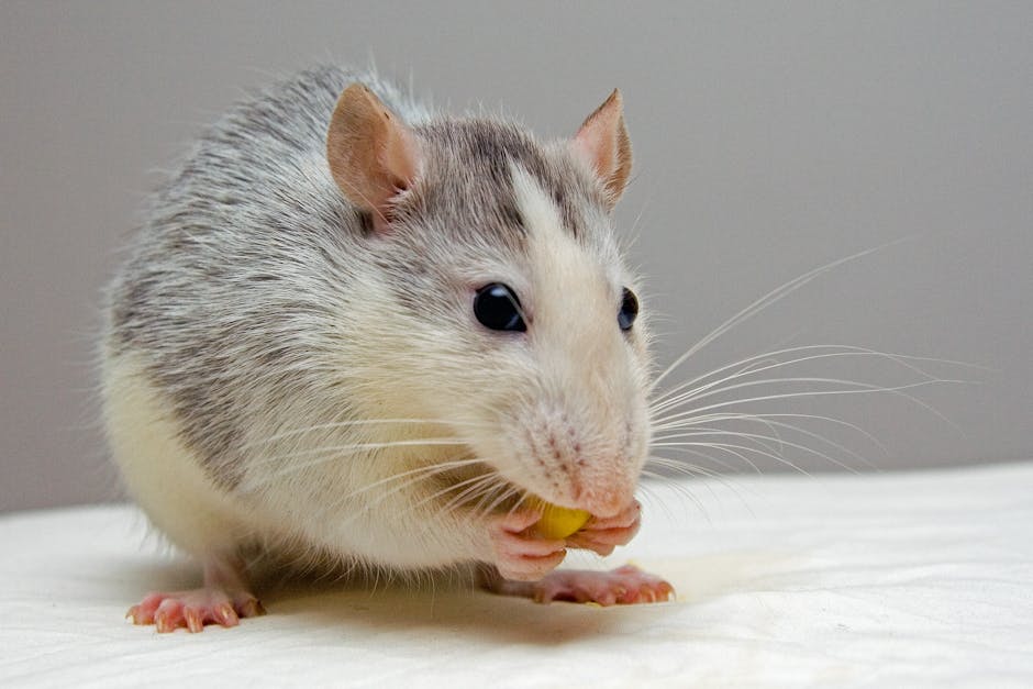 Frozen Rats For Pet Snakes: Benefits & How to Choose the Right Size Frozen Rats For Pet Snakes: Benefits & How to Choose the Right Size